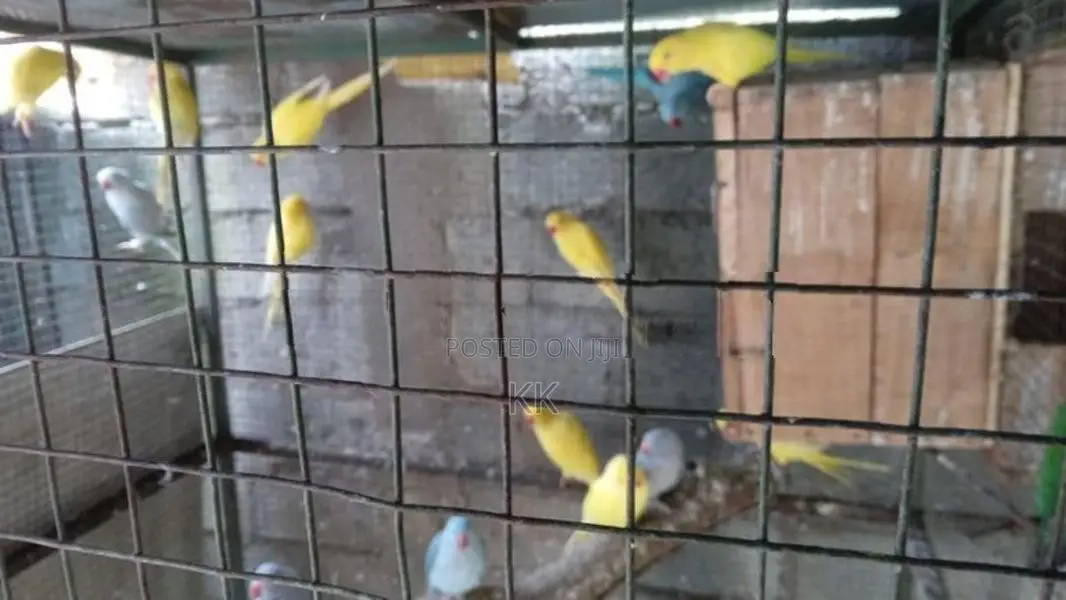 Ringneck Parrot