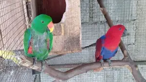 Ringneck Parrot