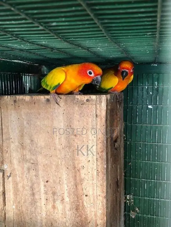 Ringneck Parrot