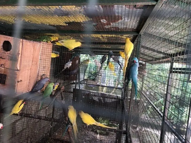 Ringneck Parrot