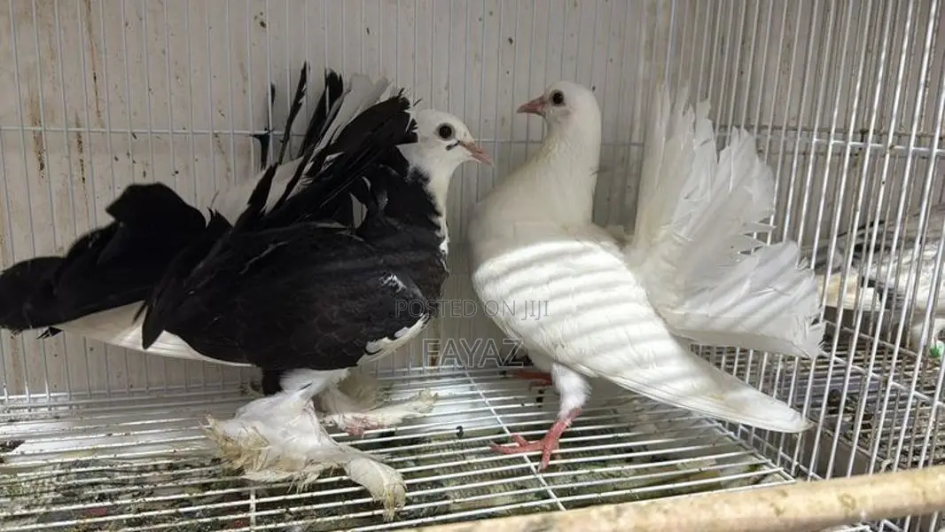 Pigeon (Fantail)