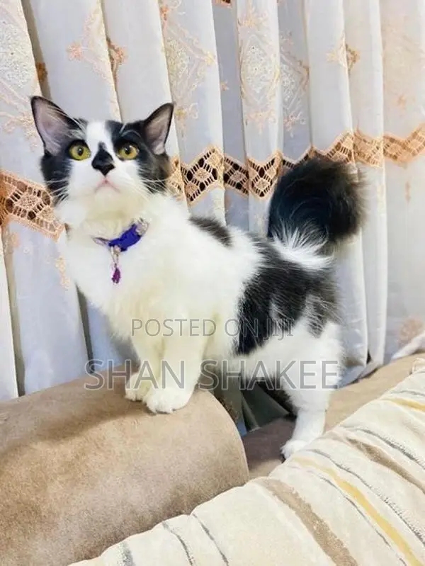 Persian Kitten