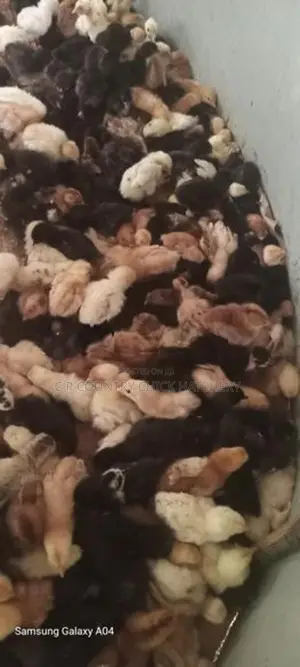 ஊர் கோழி குஞ்சு