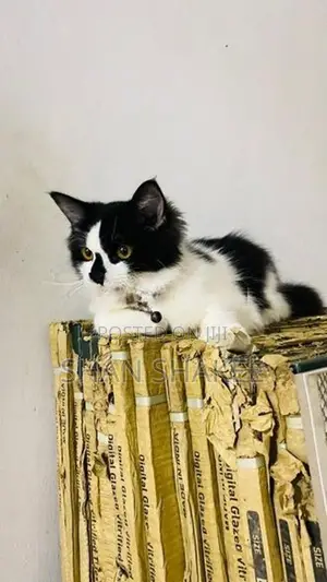 Persian Kitten