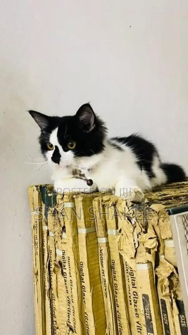 Persian Kitten