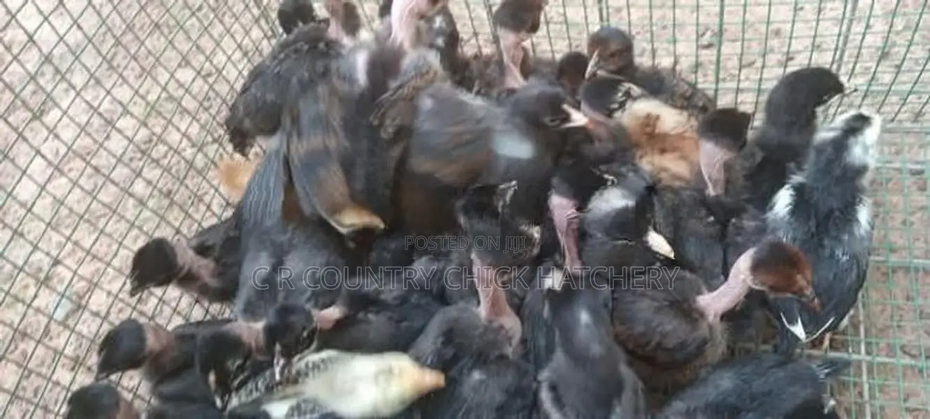 கோழி குஞ்சு