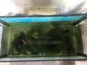 Fish Tank