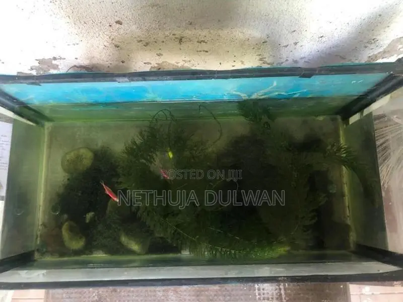 Fish Tank