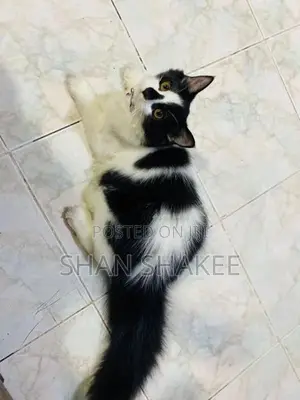 Persian Kitten