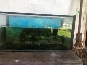 Fish Tank