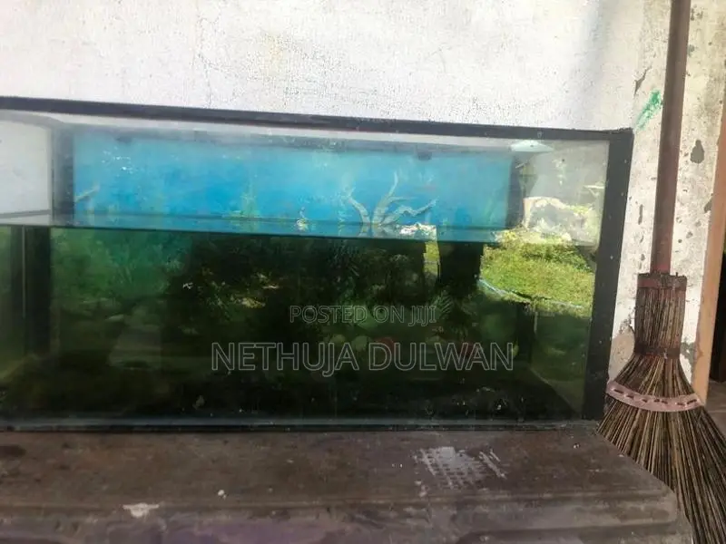 Fish Tank
