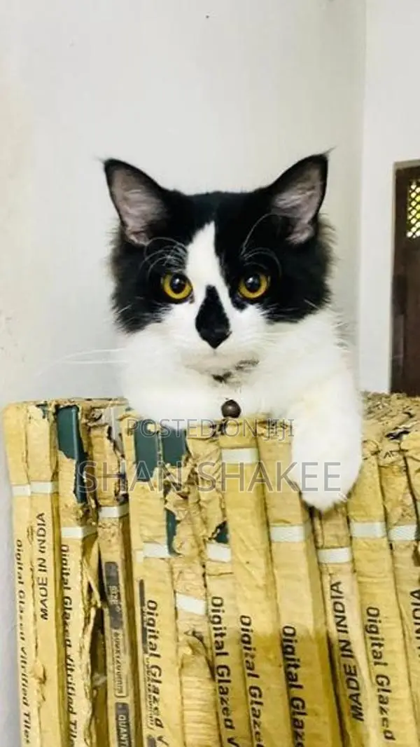 Persian Kitten