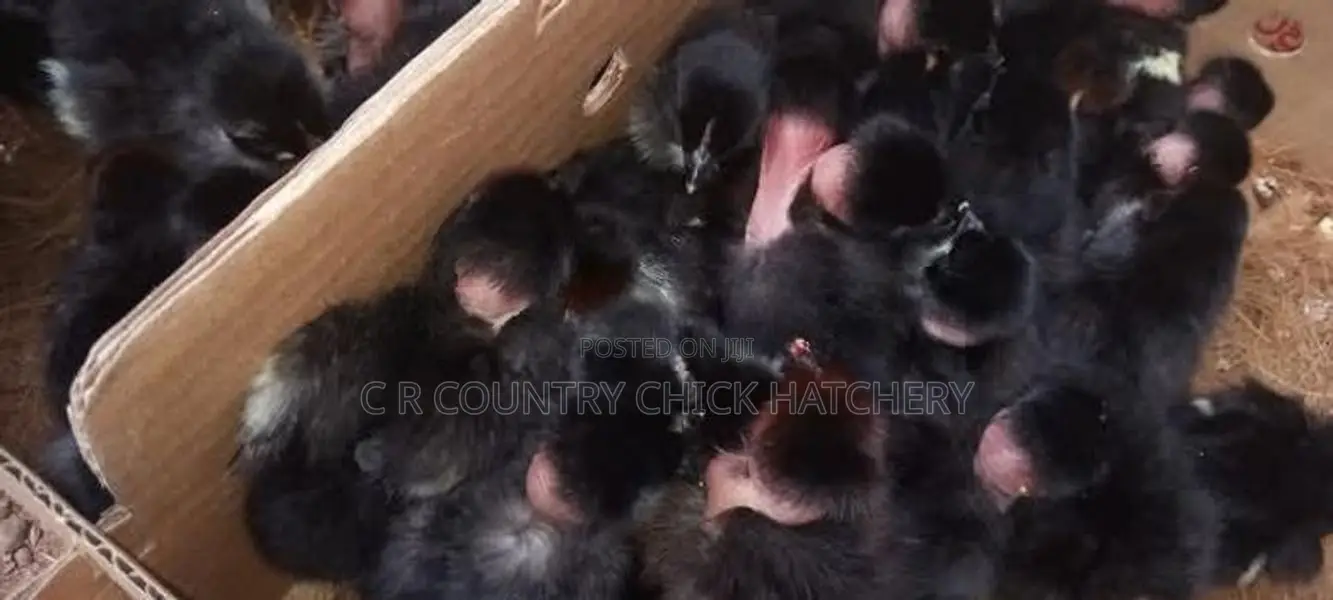 கோழி குஞ்சு