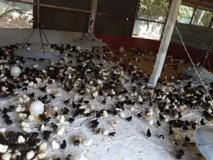 நாட்டு கோழி குஞ்சு