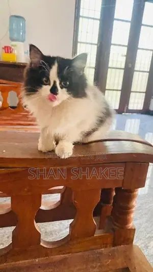 Persian Kitten