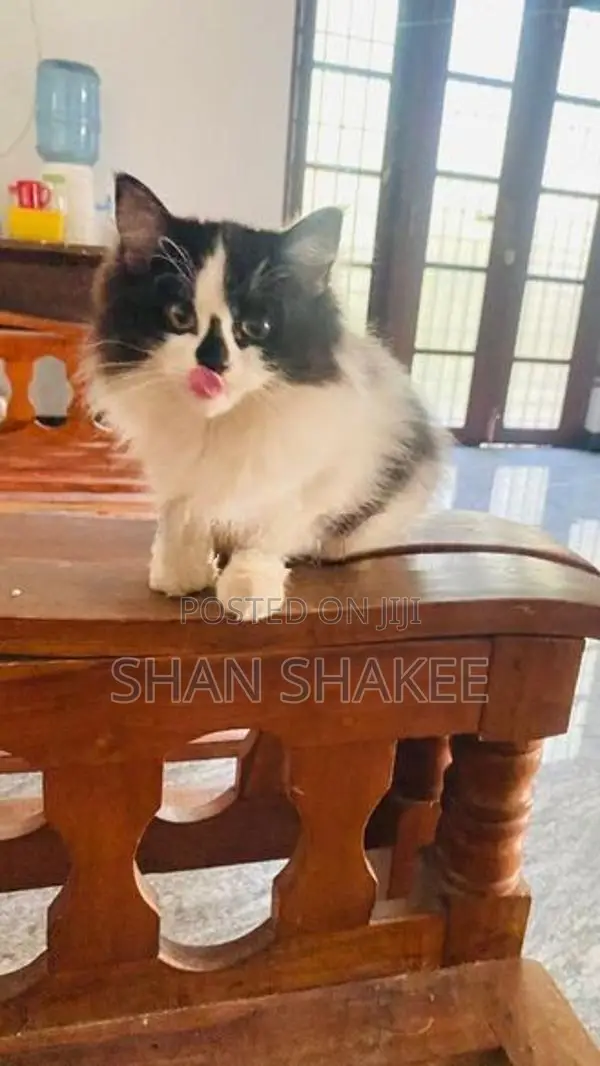 Persian Kitten