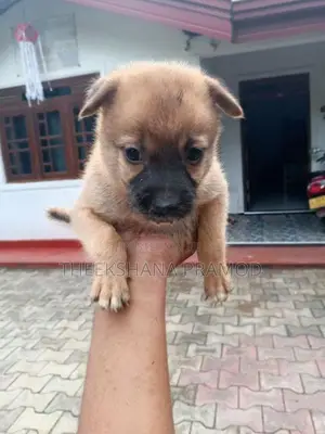 පොමනේරියන් බලු පැටව්