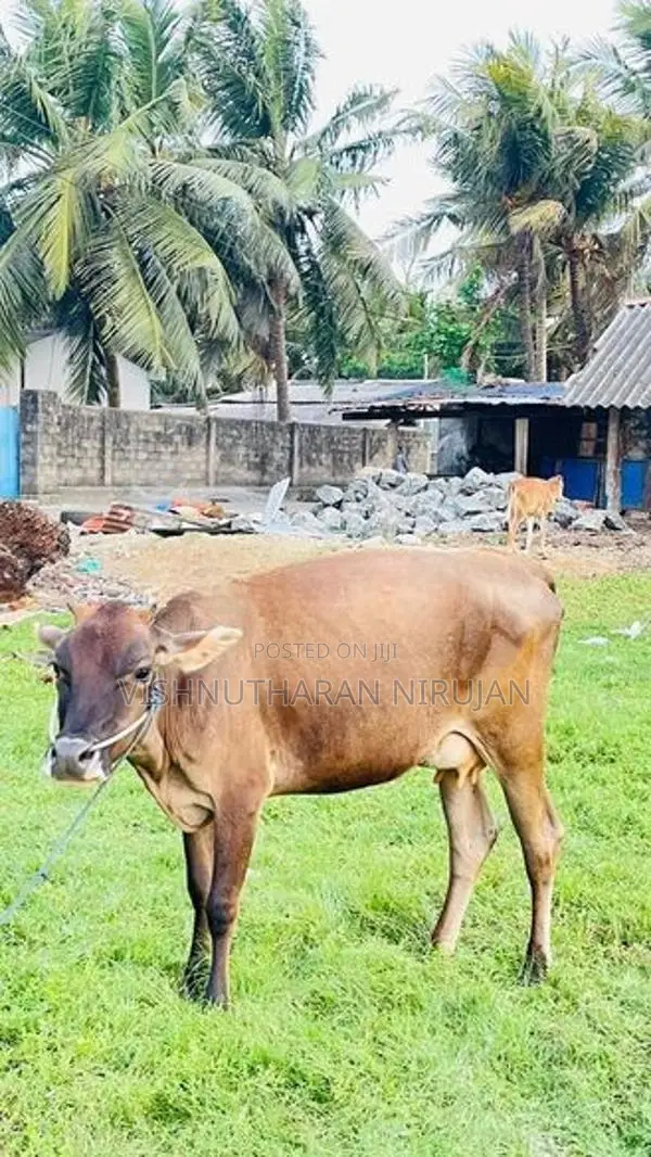 பால் மாடு