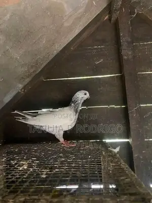 Pigeon