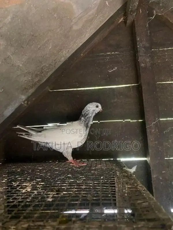 Pigeon