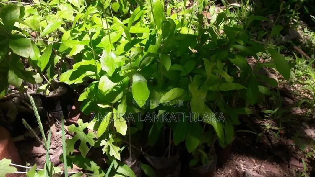 Creeper Plant