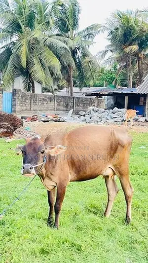 பால் மாடு