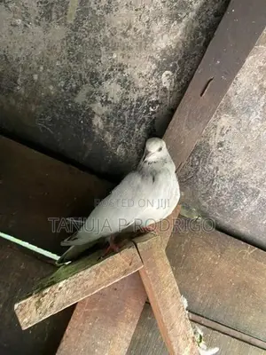 Pigeon