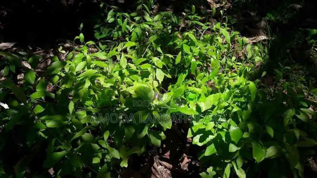 Creeper Plant