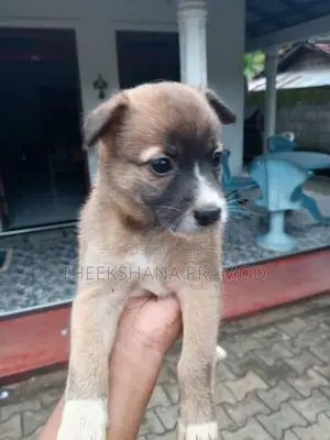 පොමනේරියන් බලු පැටව්