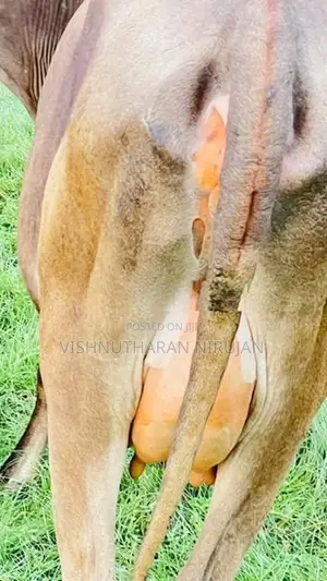 பால் மாடு