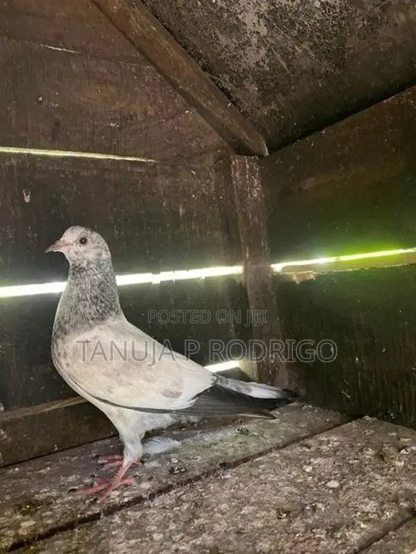 Pigeon