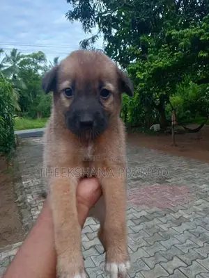 පොමනේරියන් බලු පැටව්