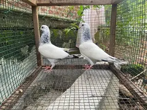 Pigeon