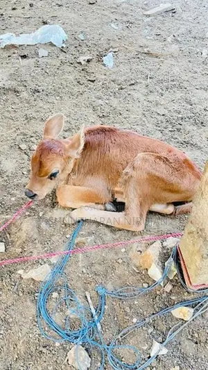 பால் மாடு