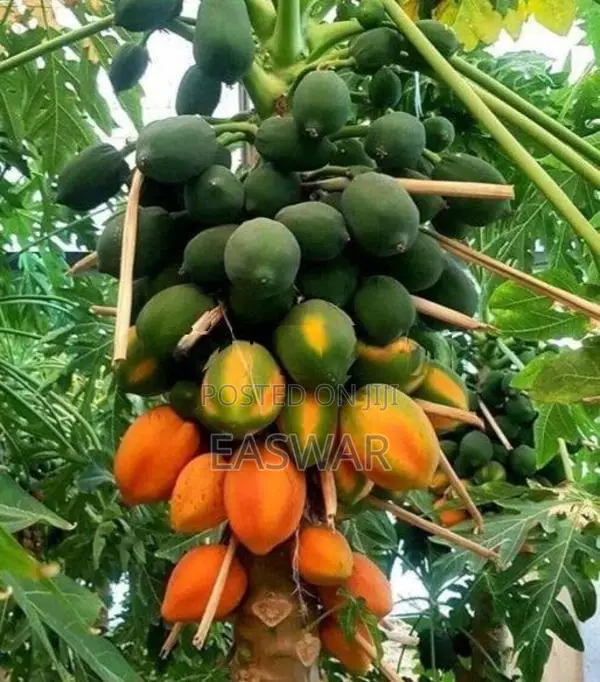 நாட்டுப் பப்பாளி கன்று