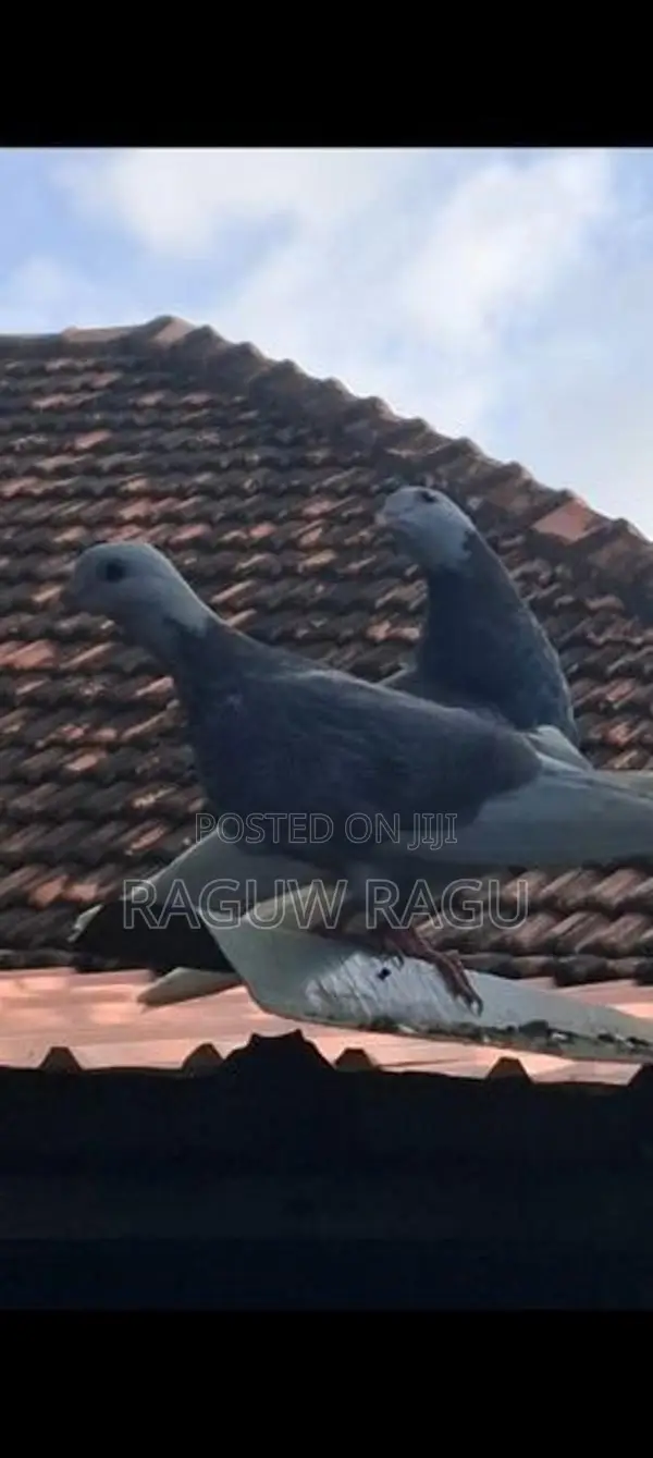 Pigeon