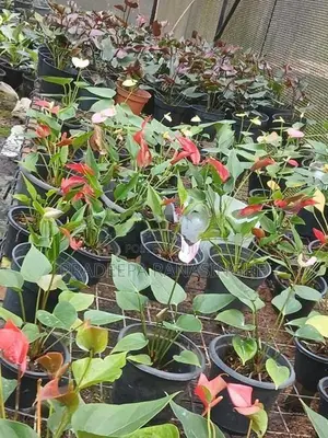 ඇන්තූරියම්
