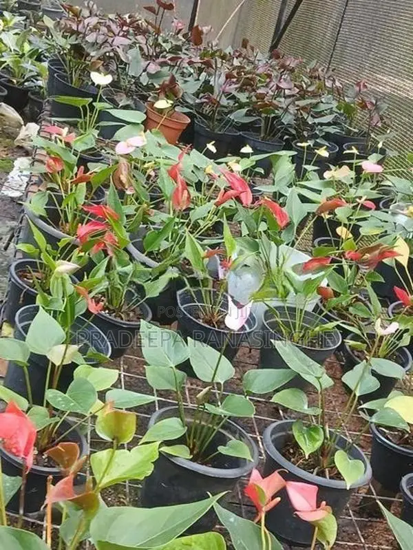 ඇන්තූරියම්