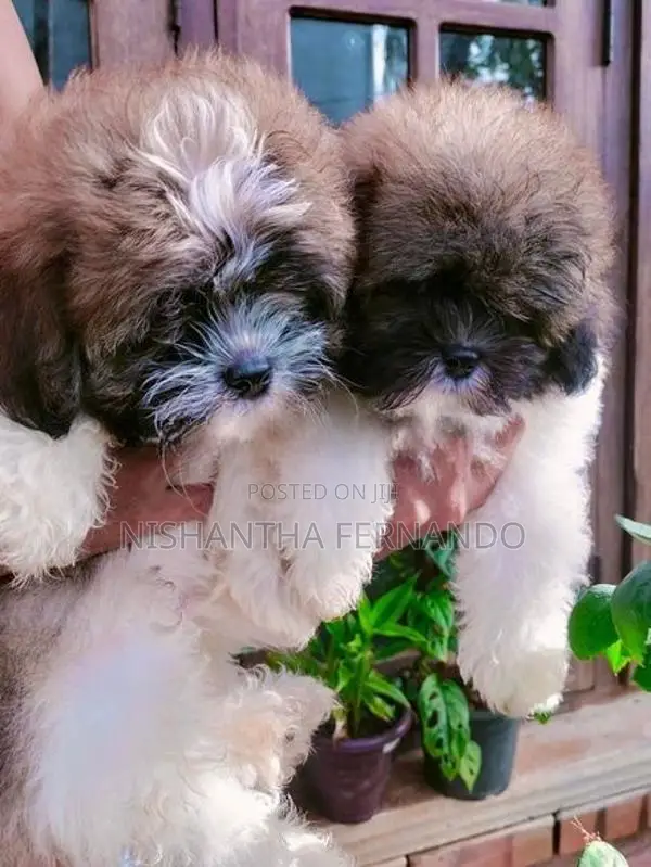 Shih Tzu Puppies