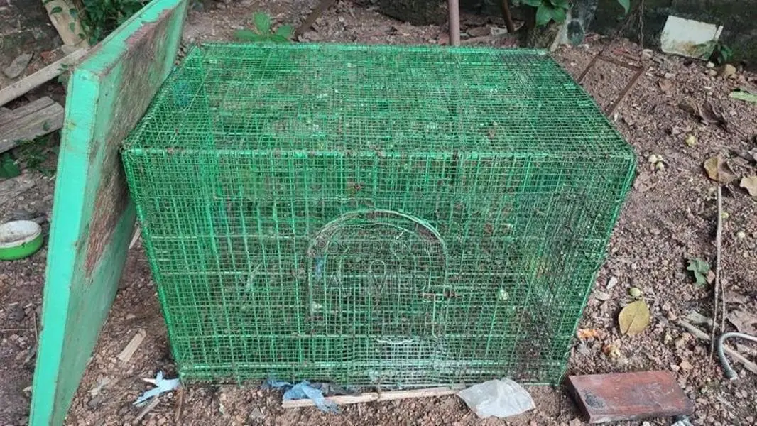 Bird Steel Cage