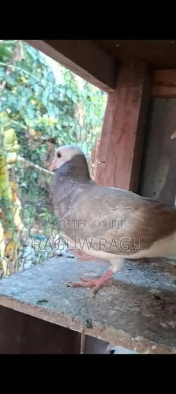 Pigeon