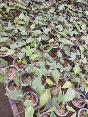 ඇන්තූරියම්