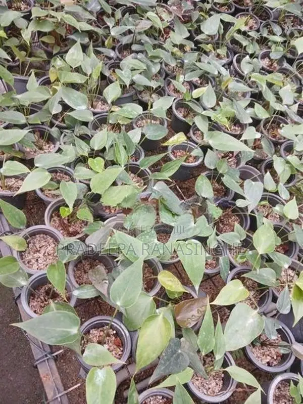 ඇන්තූරියම්