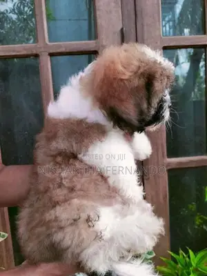 Shih Tzu Puppies