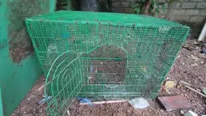 Bird Steel Cage