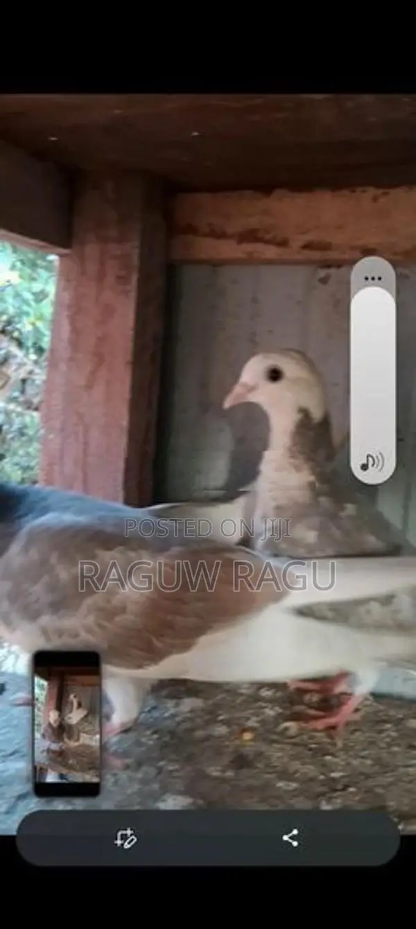Pigeon