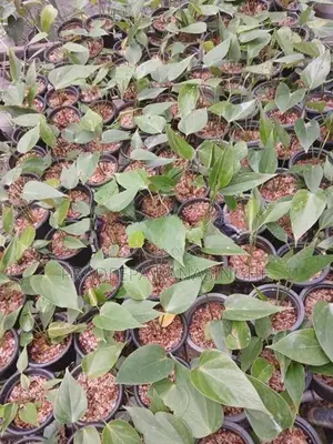 ඇන්තූරියම්