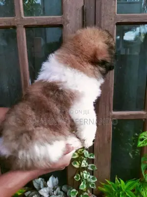 Shih Tzu Puppies