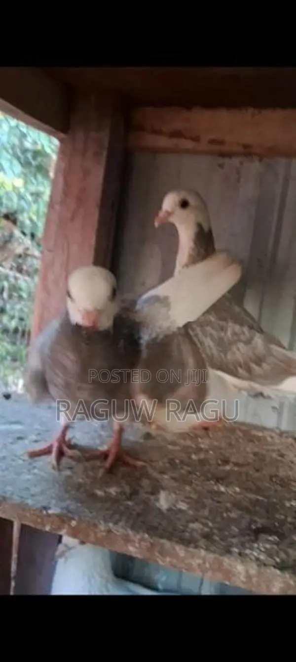 Pigeon