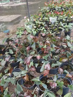 ඇන්තූරියම්